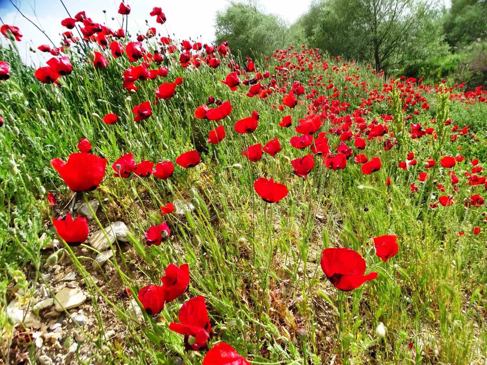 &Ccedil;ay kenarında gelincik g&uuml;zelliği
