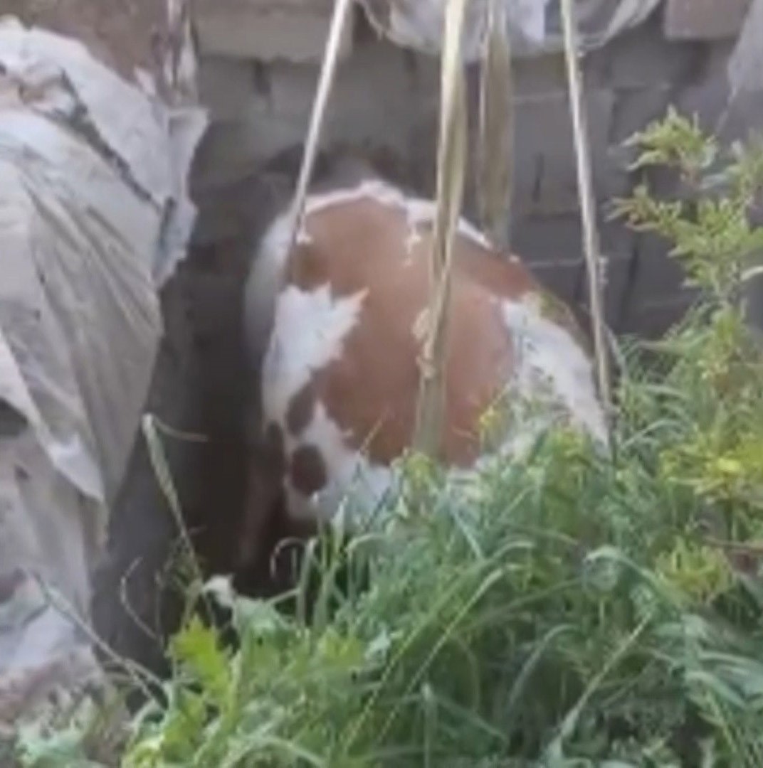 Fosseptik çukuruna düşen inek kurtarıldı