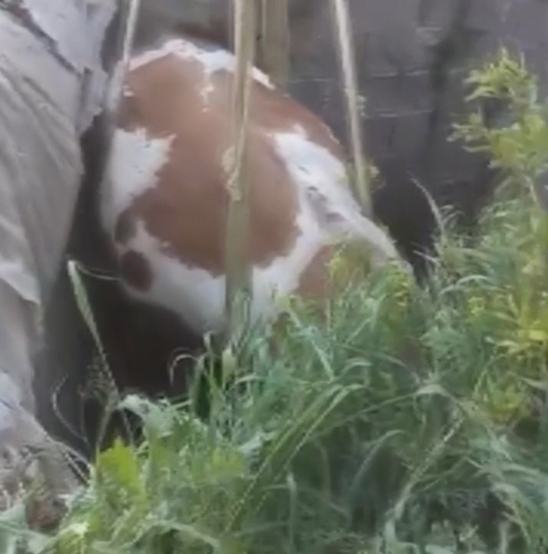 Fosseptik &ccedil;ukuruna d&uuml;şen inek kurtarıldı
