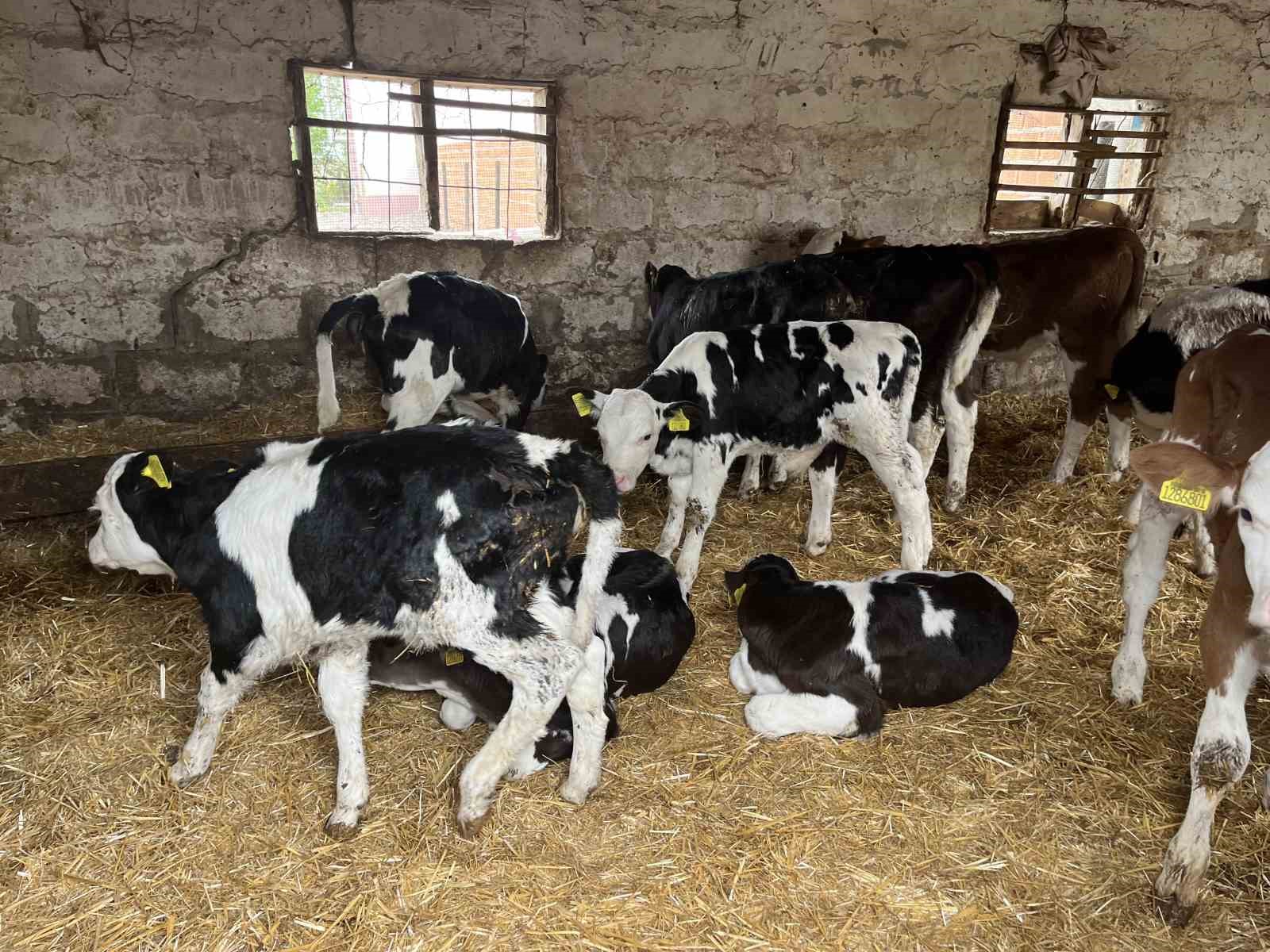 Devlet desteğiyle gelen başarı: 5 büyükbaş hayvanı 7 yılda 86’ya çıkardı