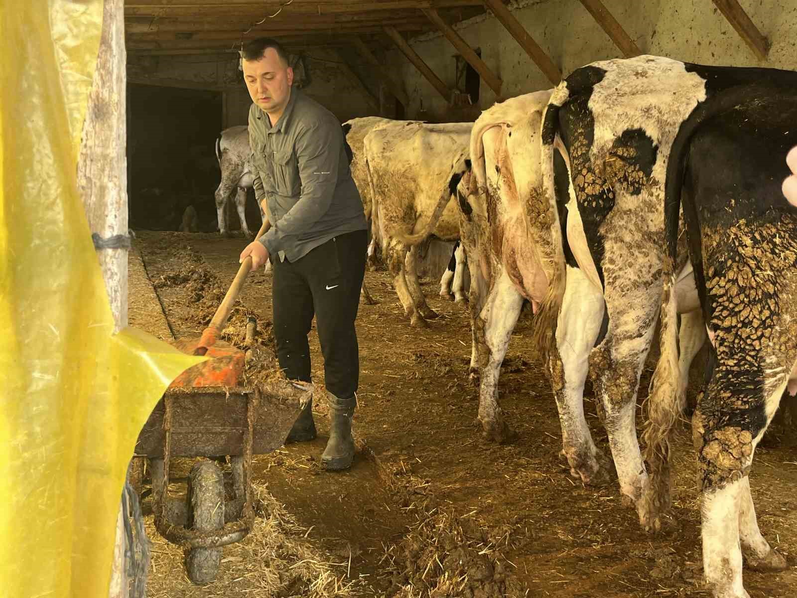 Devlet desteğiyle gelen başarı: 5 büyükbaş hayvanı 7 yılda 86’ya çıkardı
