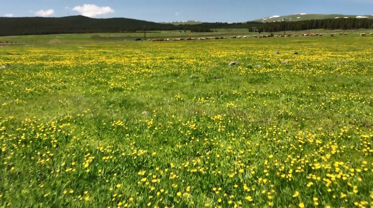 Kars’ta sarıçiçekler görenleri büyülüyor