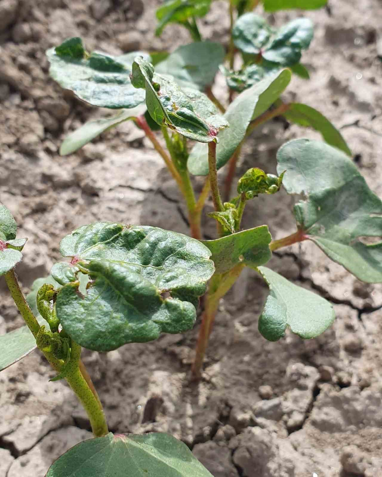 Pamuk &uuml;reticilerine "ila&ccedil;lama" &ccedil;ağrısı
