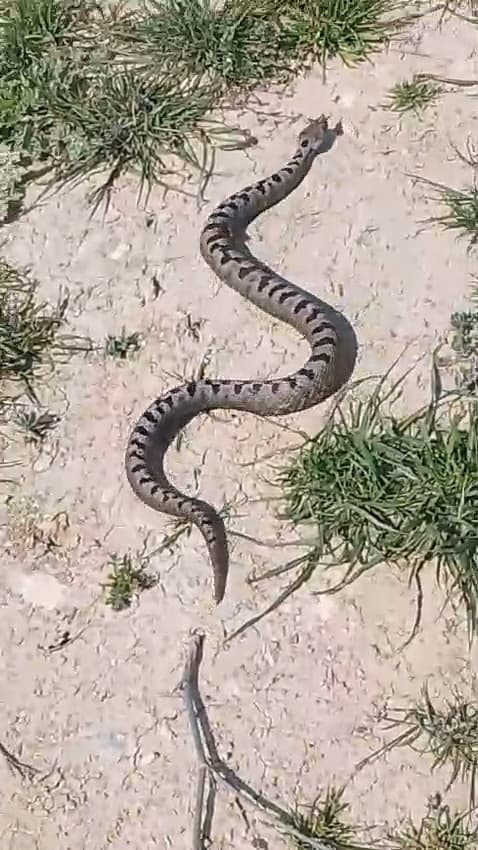 Bursa’da yılan operasyonu