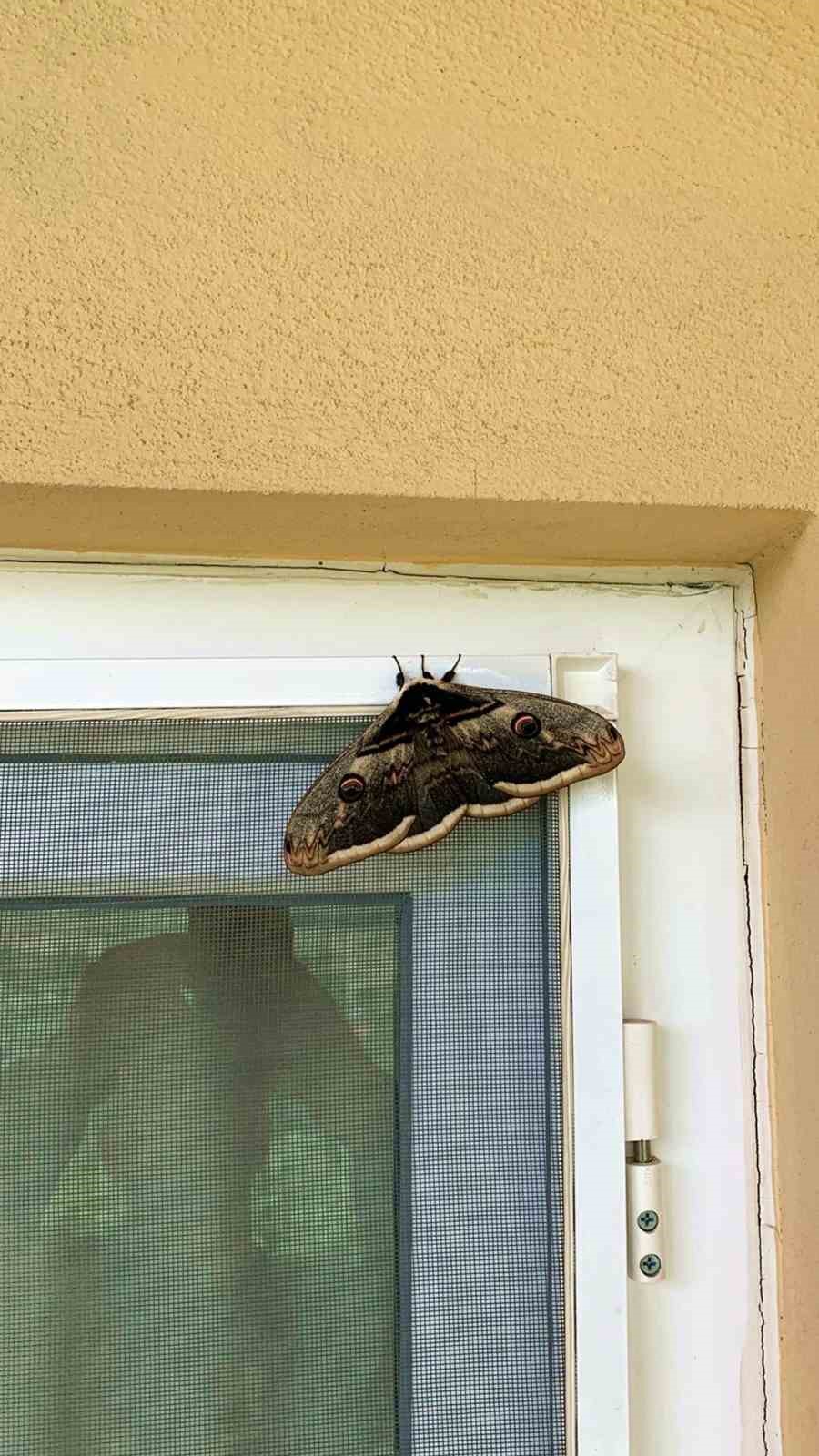 &Uuml;nl&uuml; ressam Vincent Van Gogh&rsquo;un ilham kaynağı Sakarya&rsquo;da g&ouml;r&uuml;ld&uuml;
