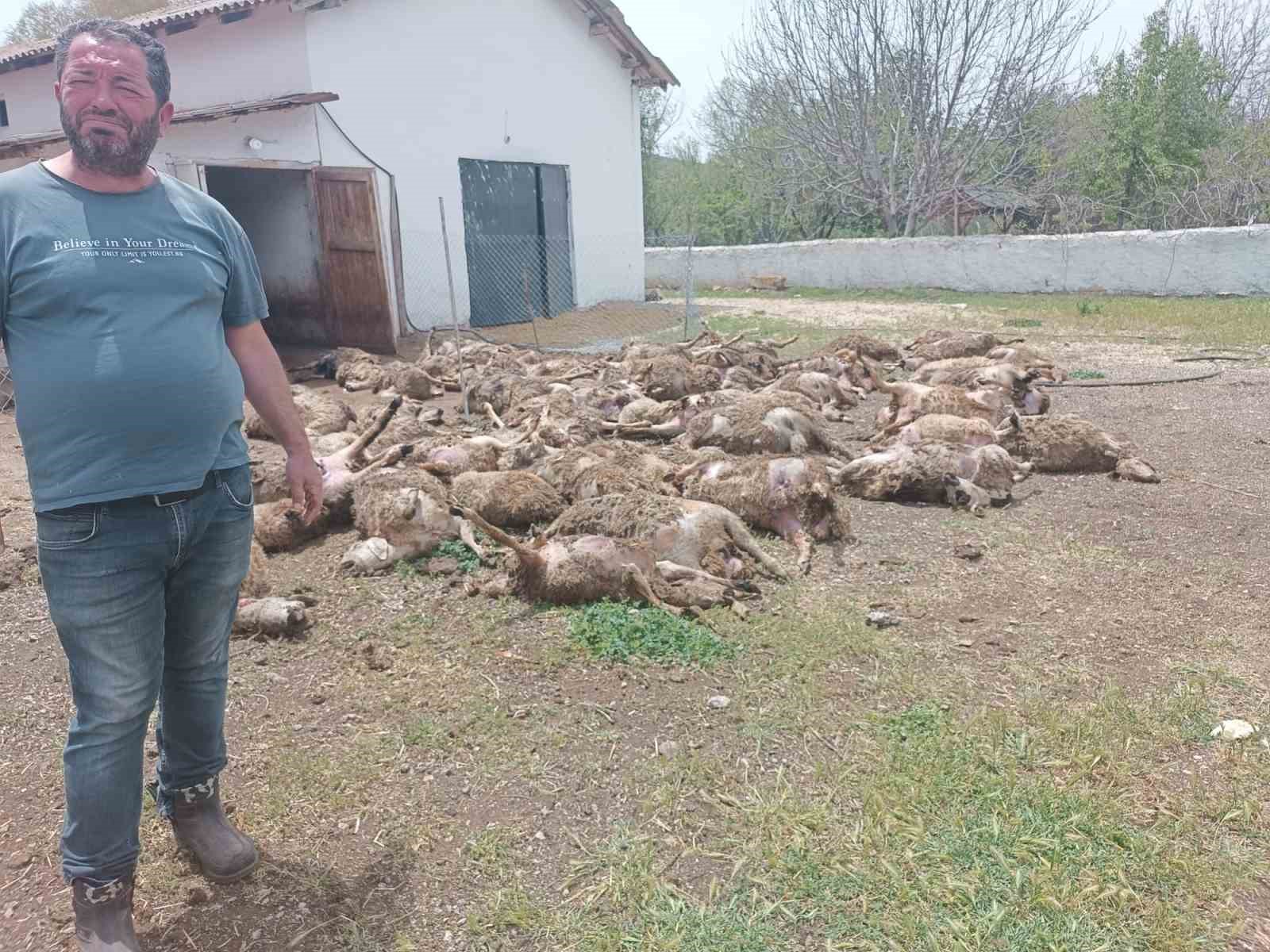 Haymana’da çiftliğe giren kurtlar 92 kuzuyu telef etti