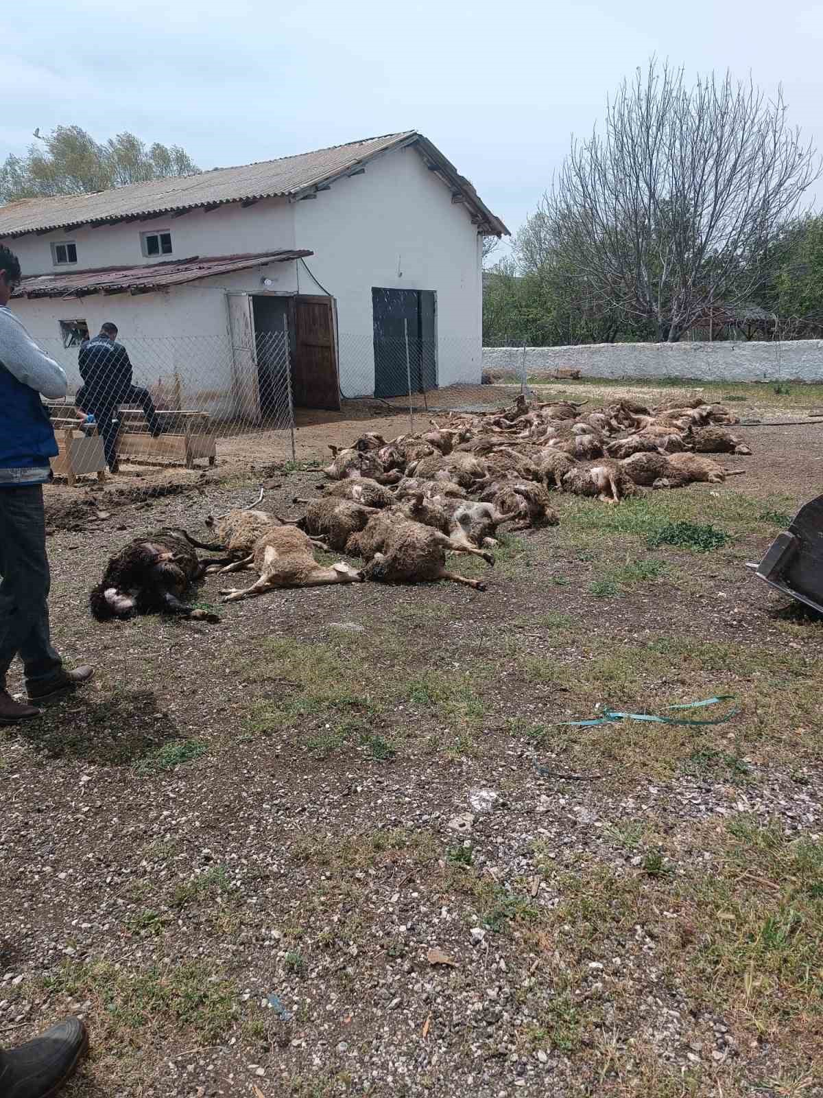 Haymana&rsquo;da &ccedil;iftliğe giren kurtlar 92 kuzuyu telef etti
