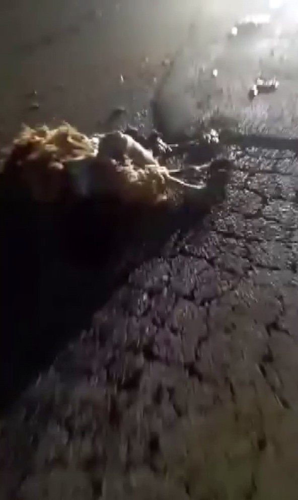 Otomobilin çarptığı 10 küçükbaş hayvan telef oldu