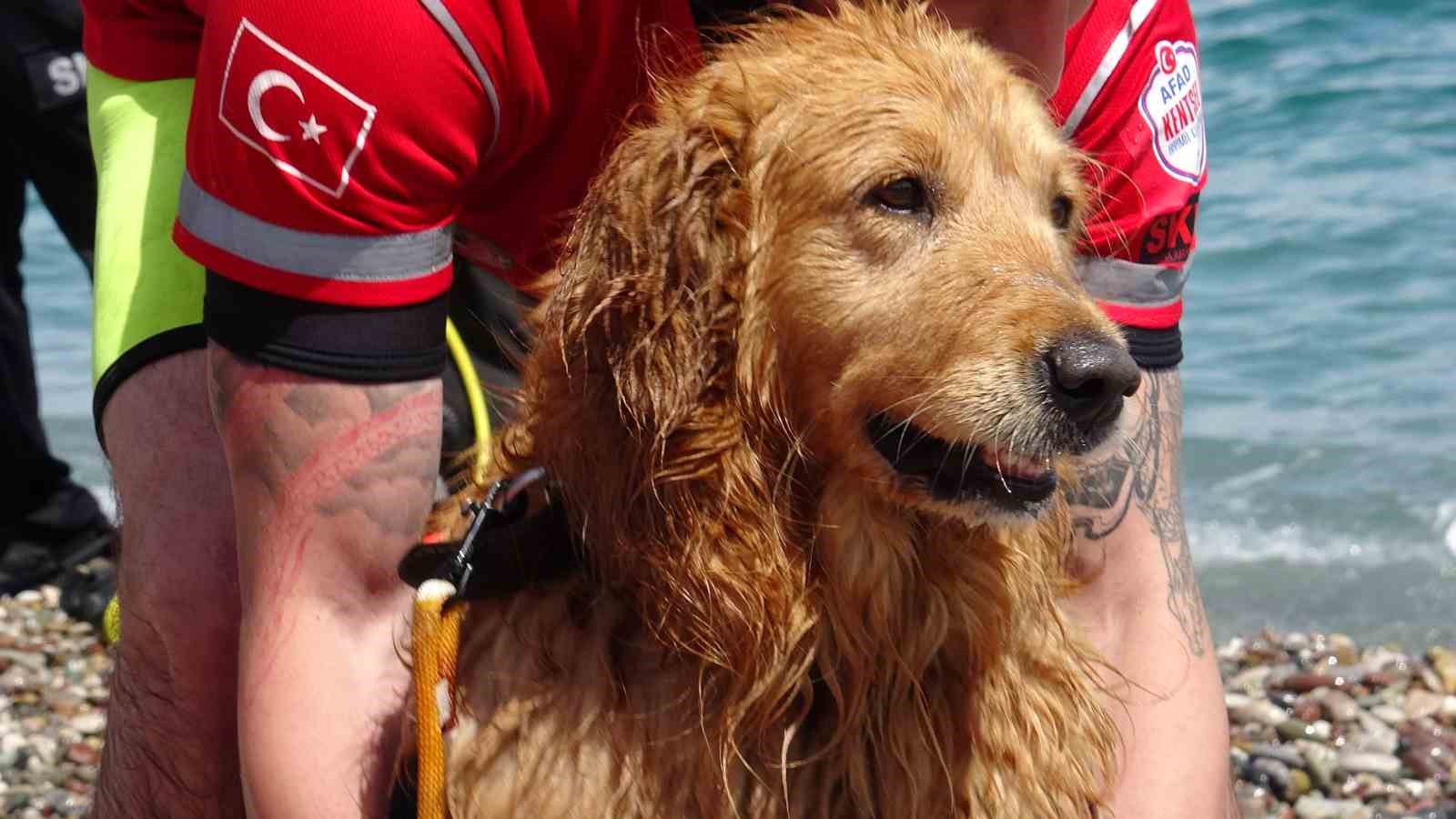 Türkiye’nin ilk sivil sualtı kurtarma köpeği Zeyna, görev için gün sayıyor
