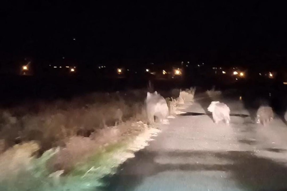 Bal avcısı ayılar ikinci kez arı kovanını saldırdı