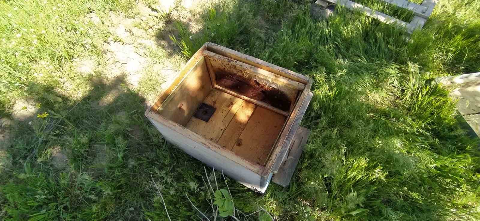 Bal avcısı ayılar ikinci kez arı kovanını saldırdı
