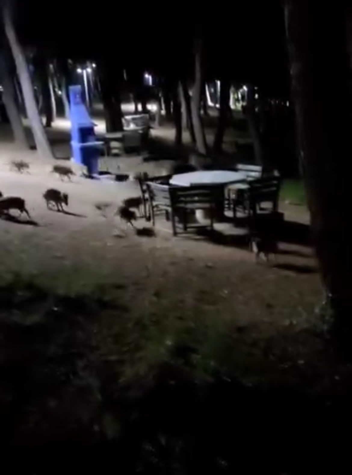 Piknikte karşılaştıkları domuz sürüsü panik oluşturdu