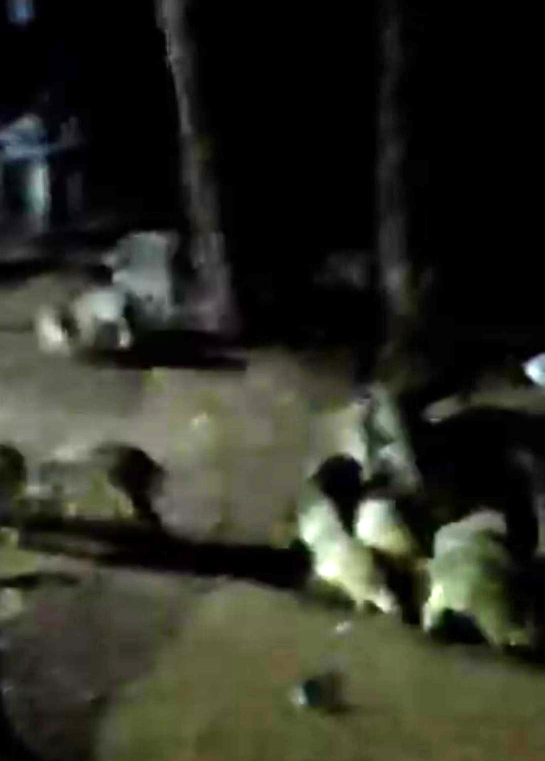 Piknikte karşılaştıkları domuz sürüsü panik oluşturdu