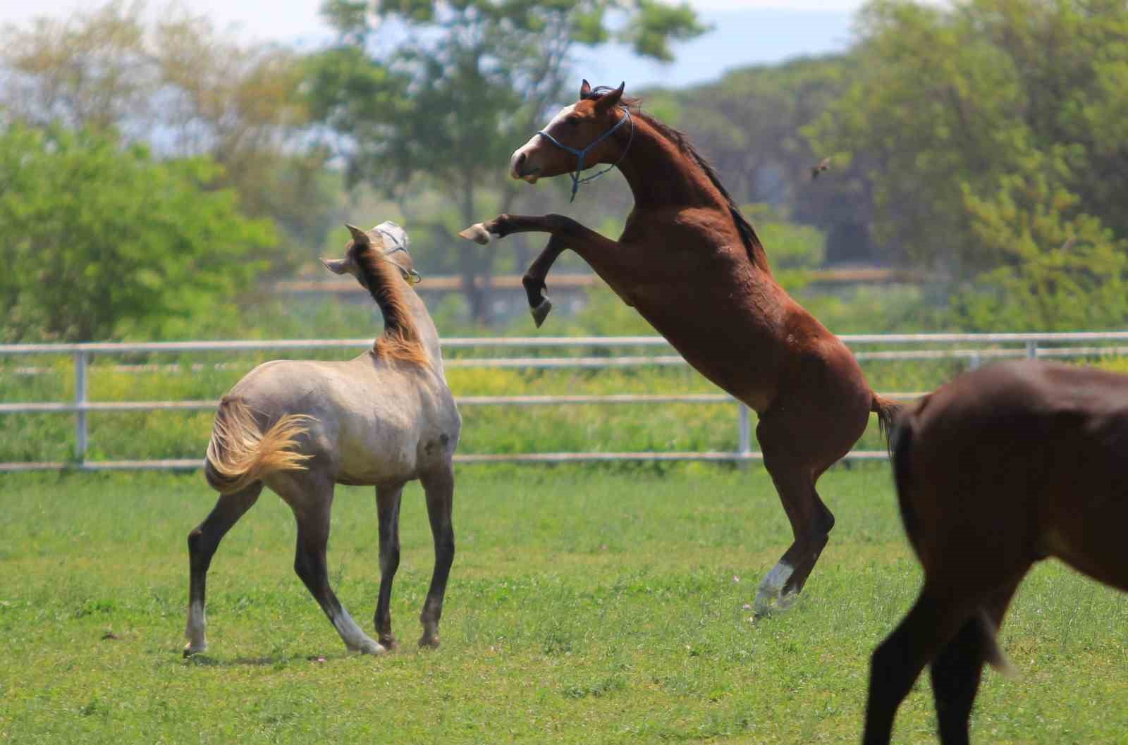Caş’ın torunları, ’Baba Mevlüt’ün oğulları milyonluk taylar 19 Haziran’da podyuma çıkıyor