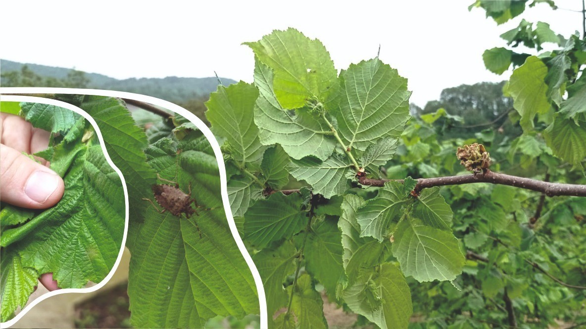 Fındık üreticileri ve arıcılar dikkat