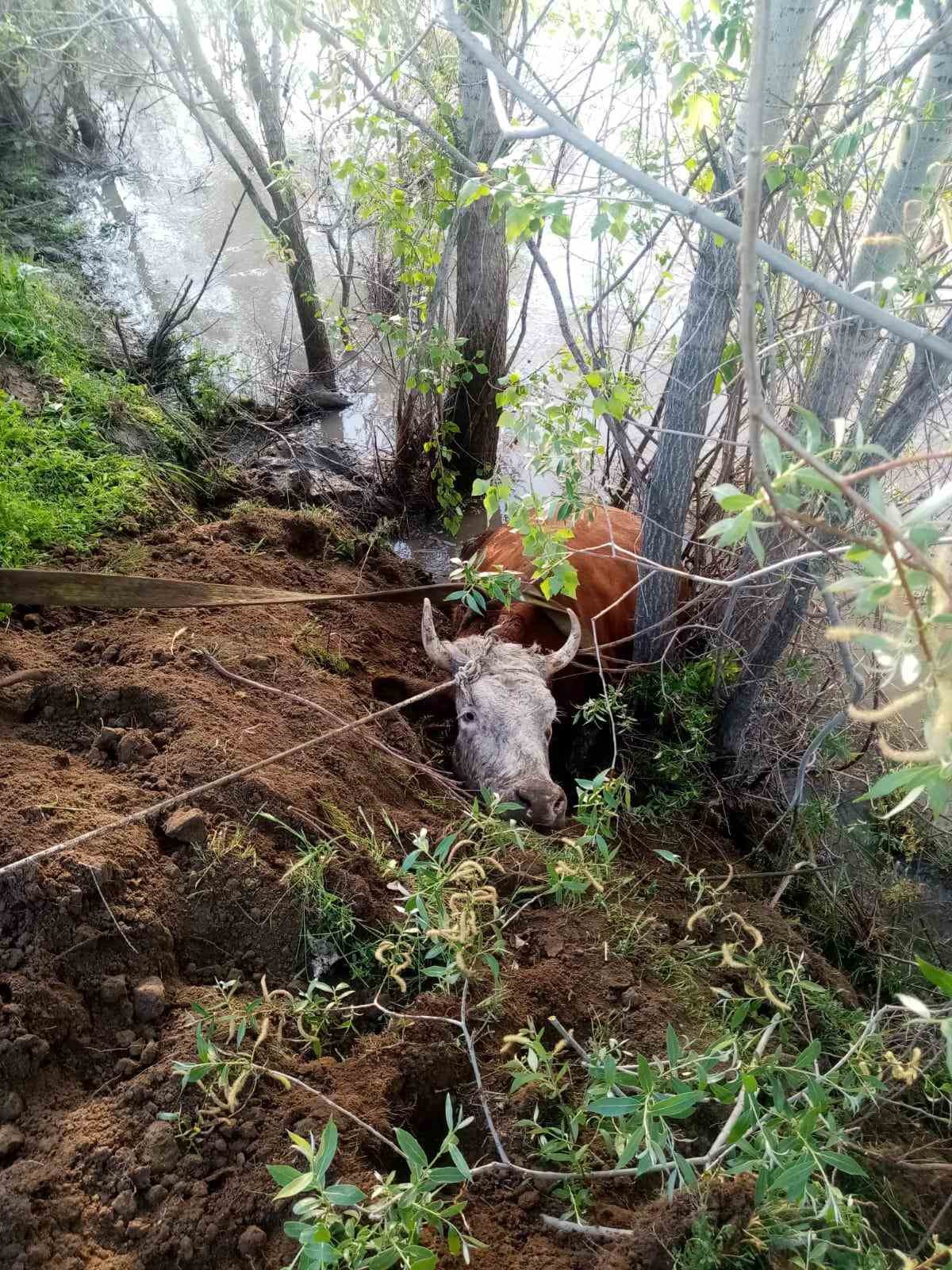 Nehir kıyısına d&uuml;şen inek kurtarıldı

