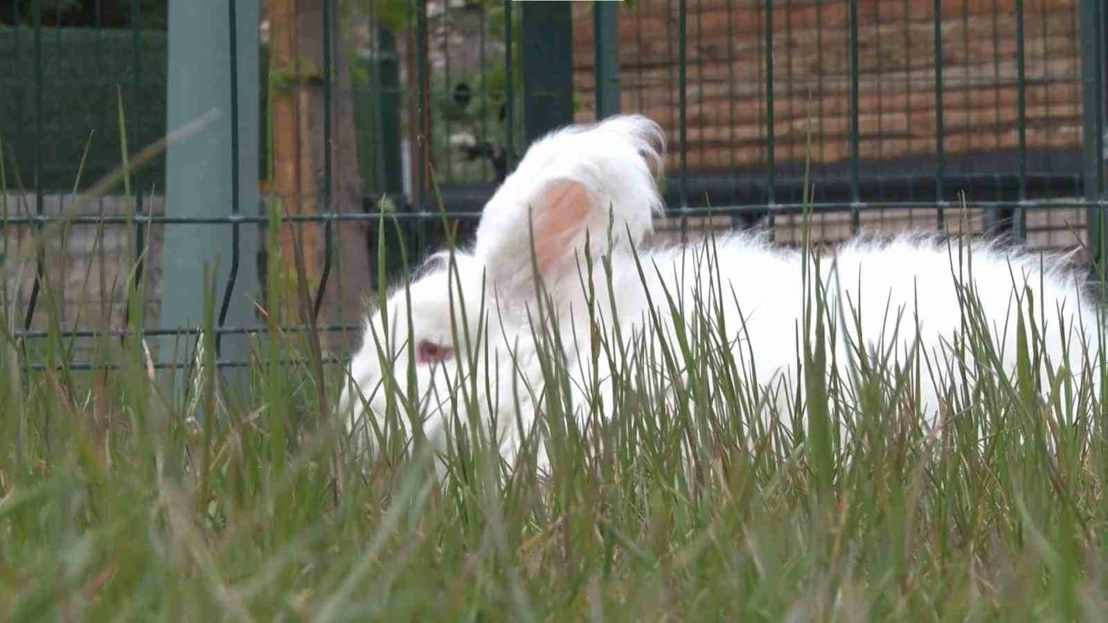 Nesli t&uuml;kenmekte olan Angora tavşanları yaşatılmaya &ccedil;alışılıyor
