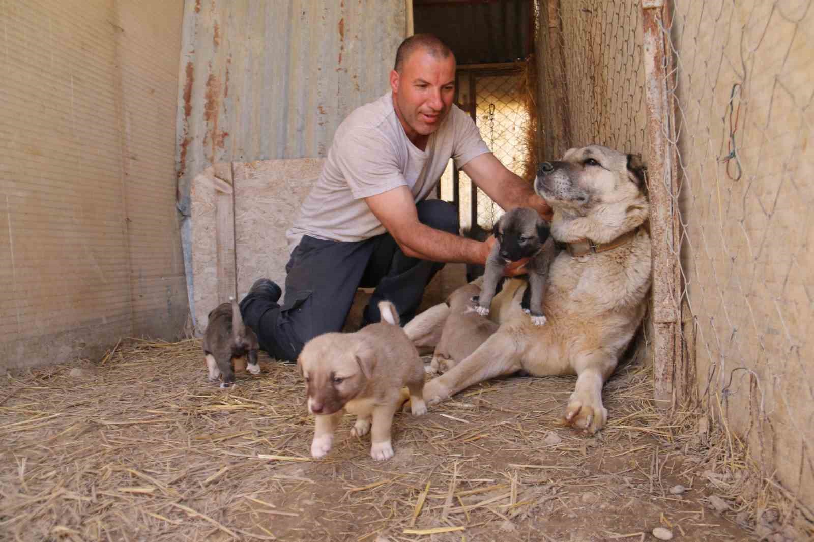 Uzmanı açıkladı: "Kangallar, düşmanı olan kurtların yavrusuna bile sahip çıkar"