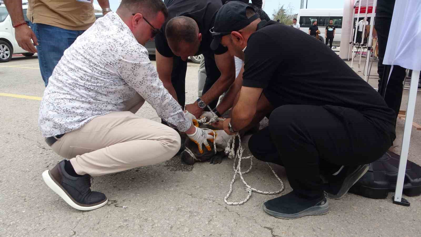 Malatya’da etkinlikte pitbull dehşeti: Bir kadın yaralandı