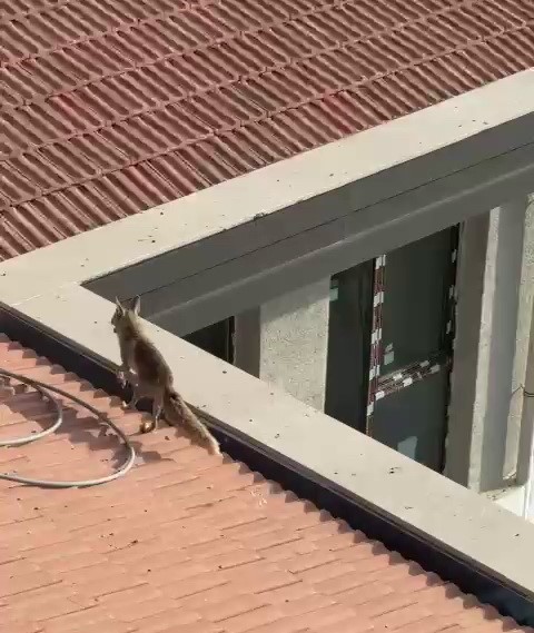 &Ccedil;atıya &ccedil;ıkan tilki ekipleri harekete ge&ccedil;irdi
