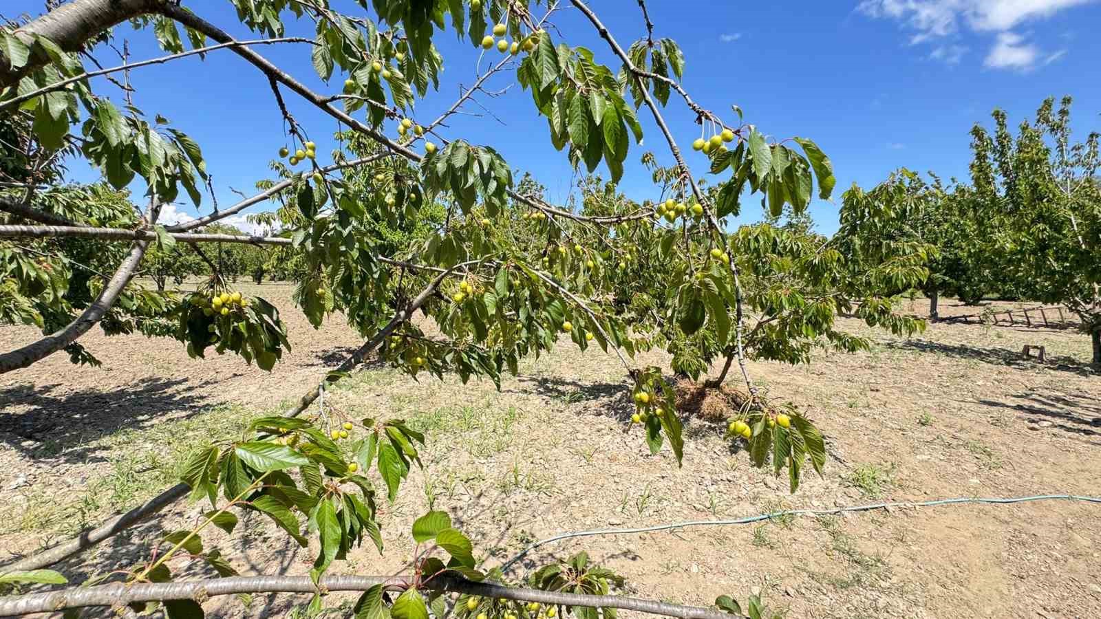 Kirazlı’da soğuk hava kiraz hasadını vurdu