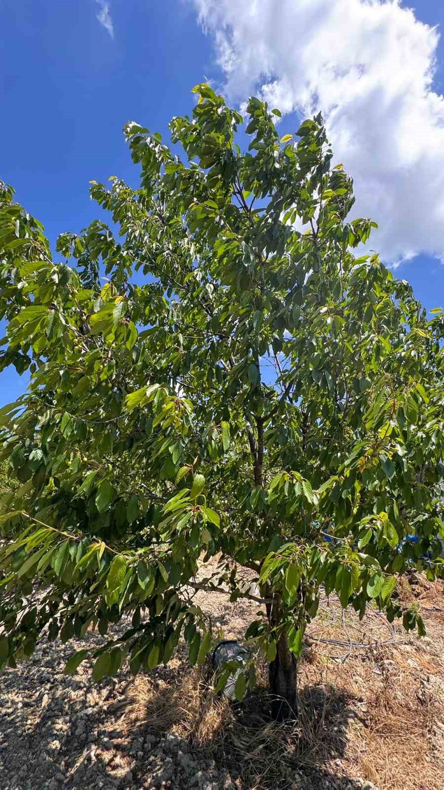 Kirazlı&rsquo;da soğuk hava kiraz hasadını vurdu
