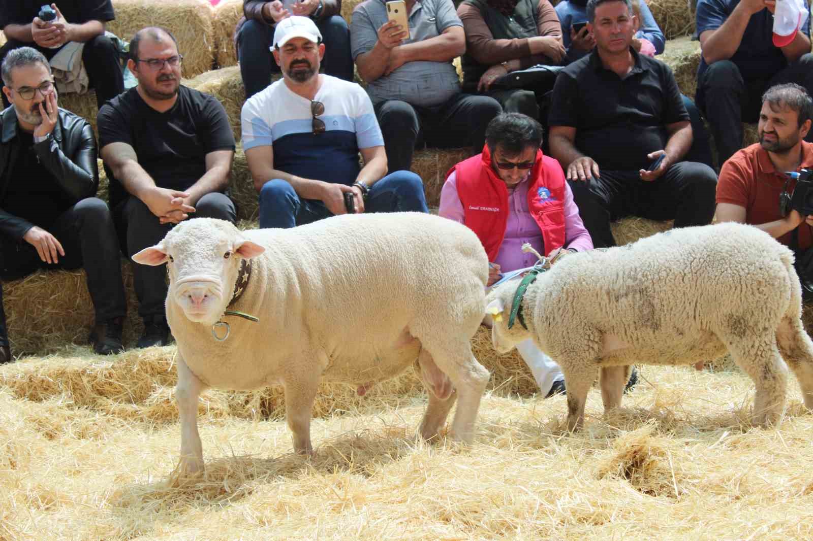 Talas&rsquo;ta İle De France koyun ırkları yarıştı
