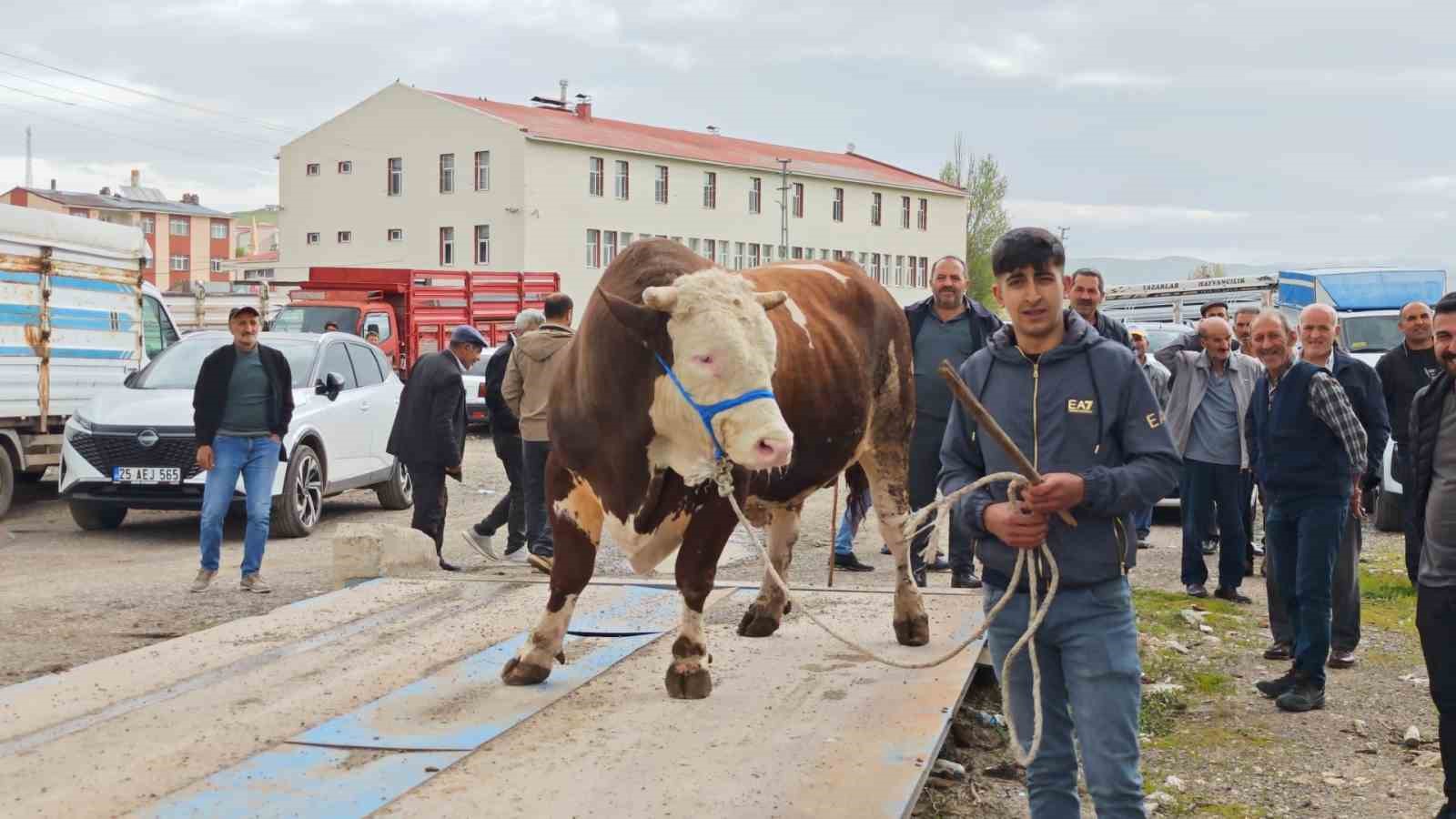 Kurbanlıklar g&ouml;r&uuml;c&uuml;ye &ccedil;ıktı
