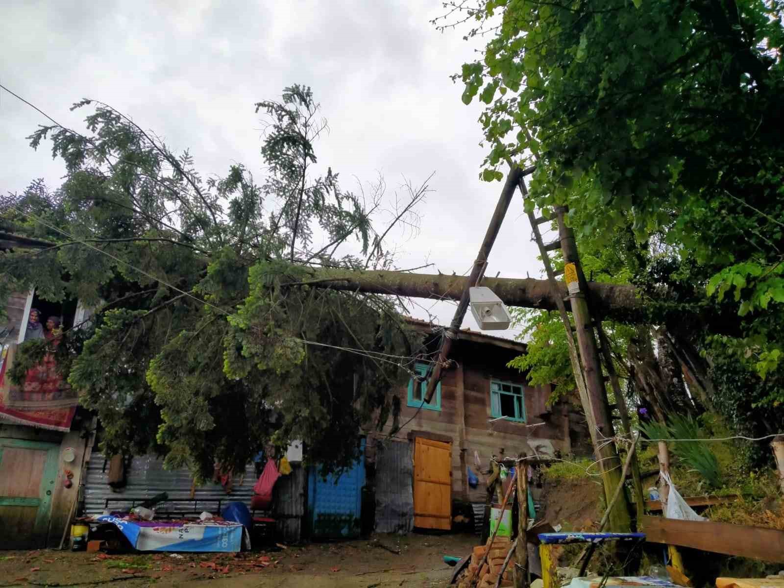 Rüzgarın devirdiği ağaç evde hasara yol açtı