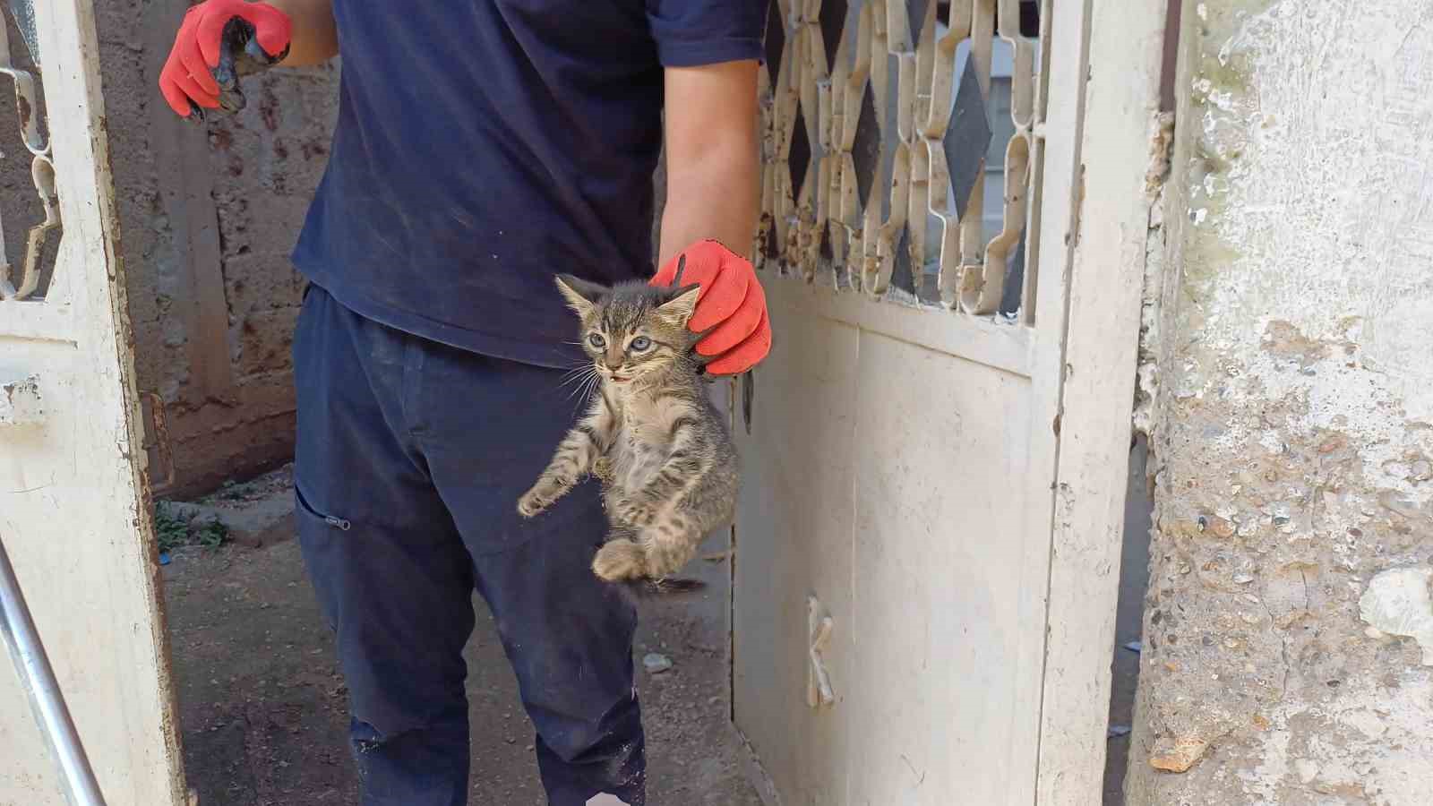 Aracın motoruna sıkışan yavru kedi kurtarıldı