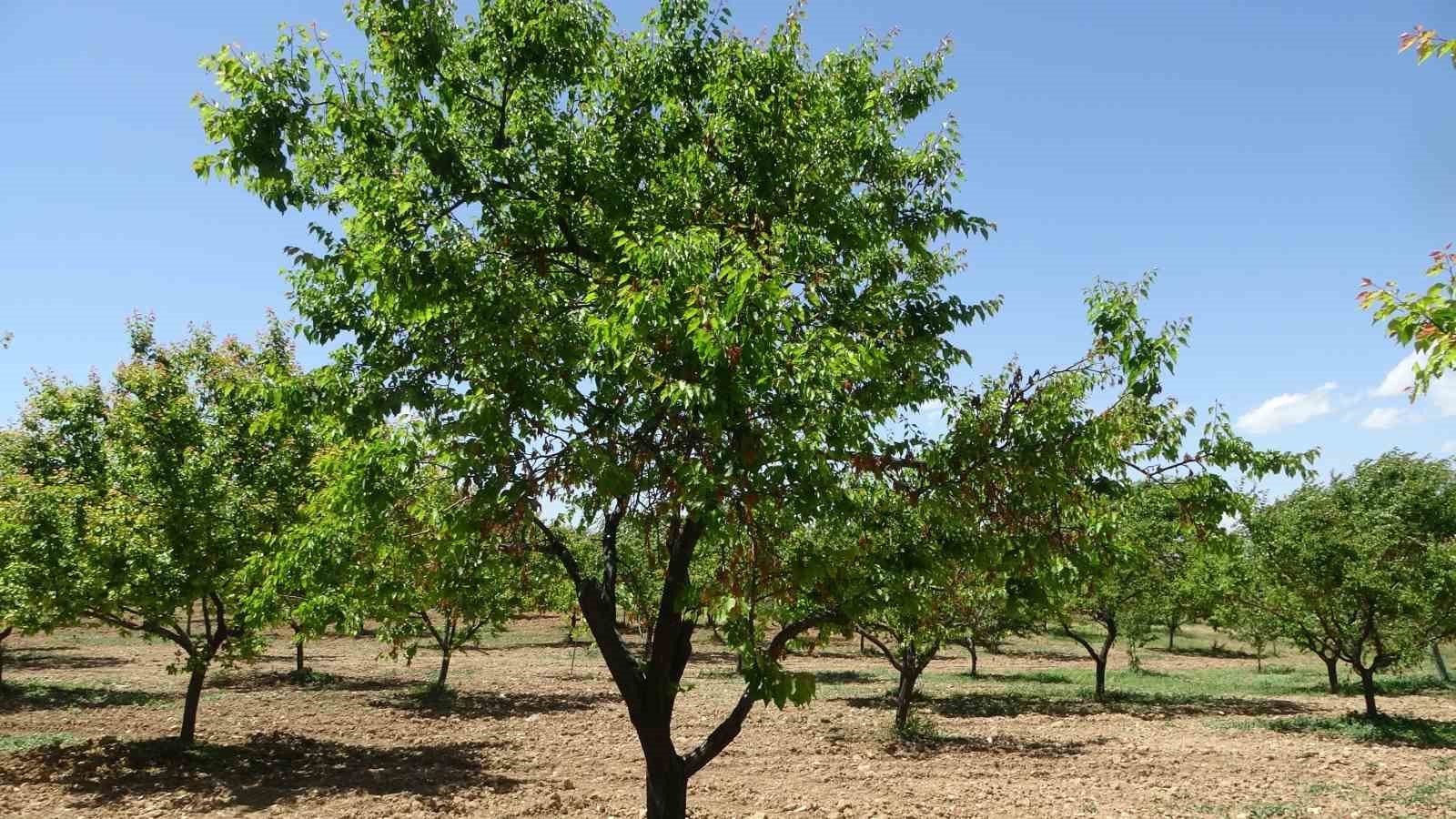 Malatya&rsquo;da yeniden yeşeren kayısı ağa&ccedil;ları &ccedil;ift&ccedil;ileri umutlandırdı
