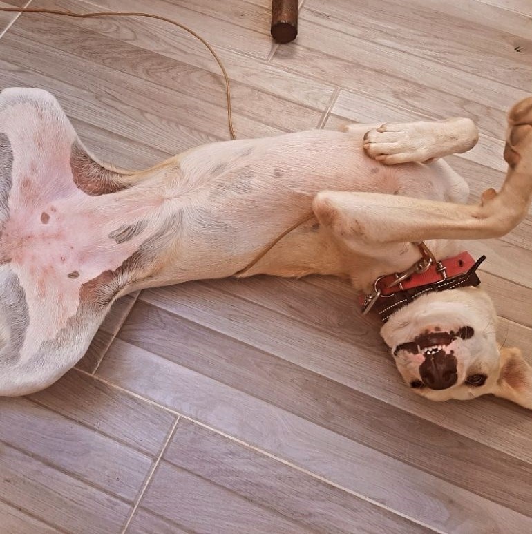 Depremde kurtarılan k&ouml;pek, Dat&ccedil;a&rsquo;daki yeni hayatına devam ediyor
