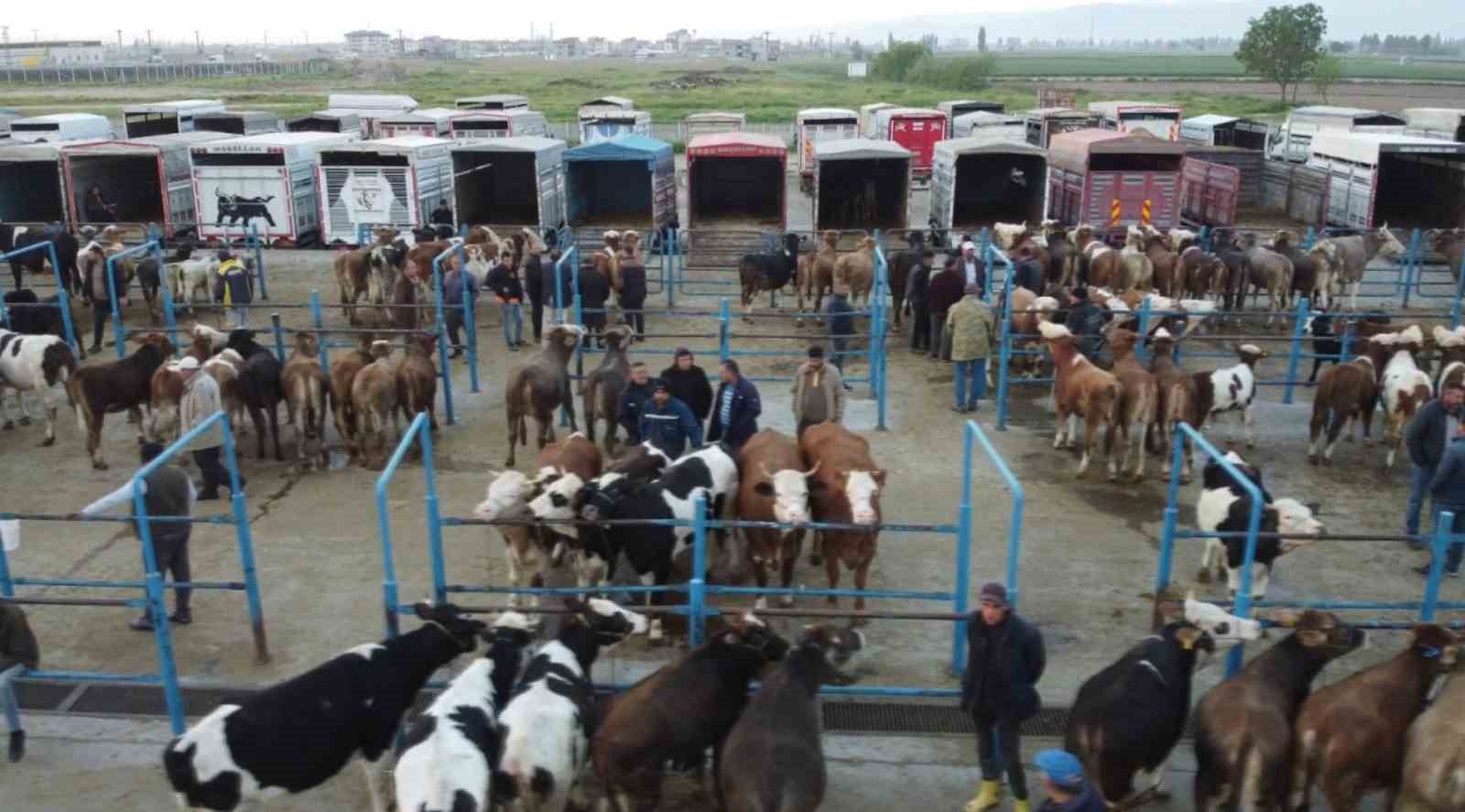 Afyonkarahisar’da kurbanlık hareketliliği başladı