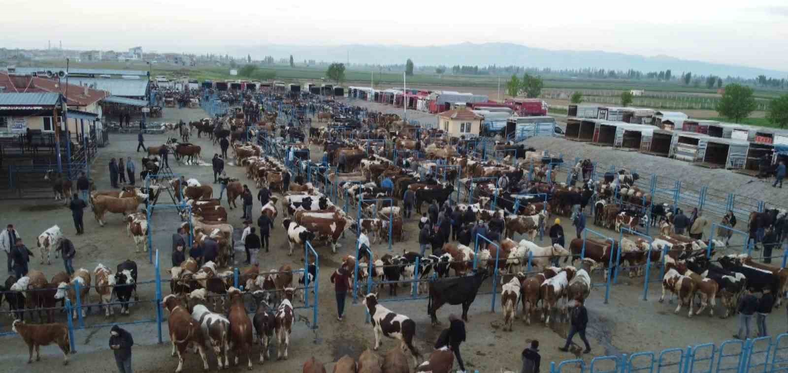 Afyonkarahisar’da kurbanlık hareketliliği başladı