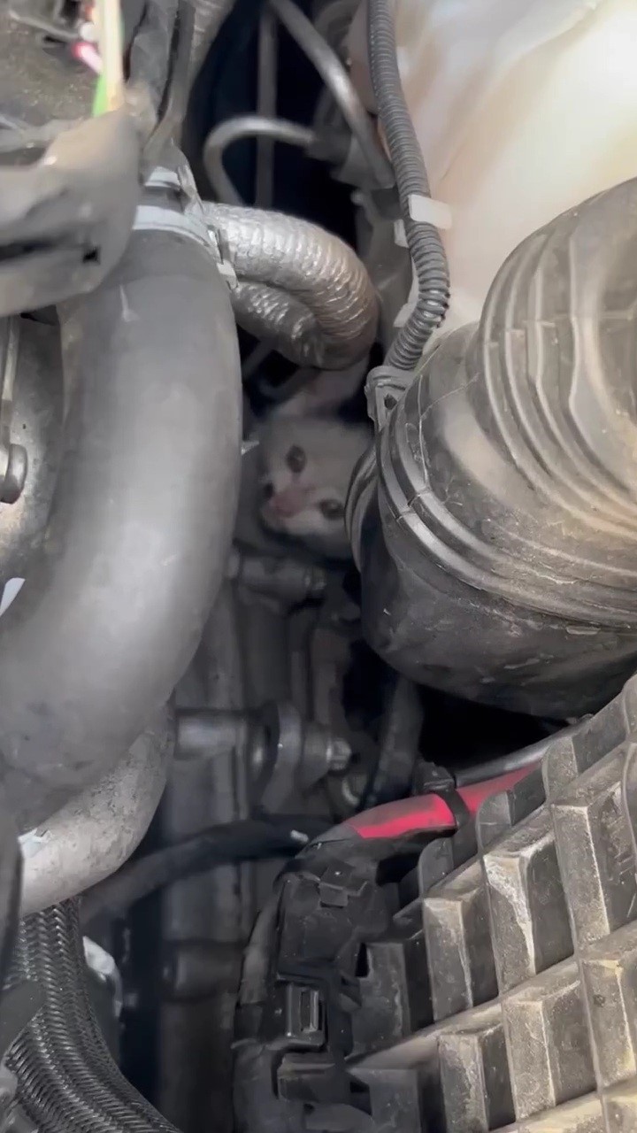Otomobilin motoruna sıkışan yavru kedi kurtarıldı
