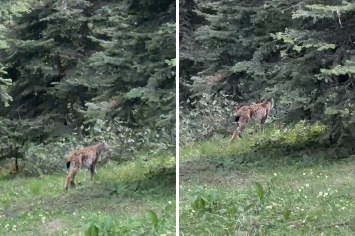 Bolu’da, nesli tükenmekte olan vaşak görüntülendi
