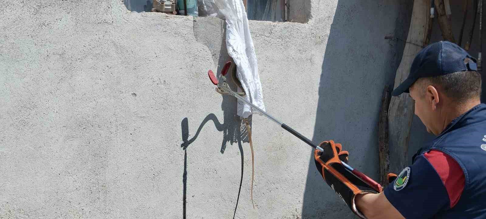 Eve giren yılan itfaiye tarafından yakalandı