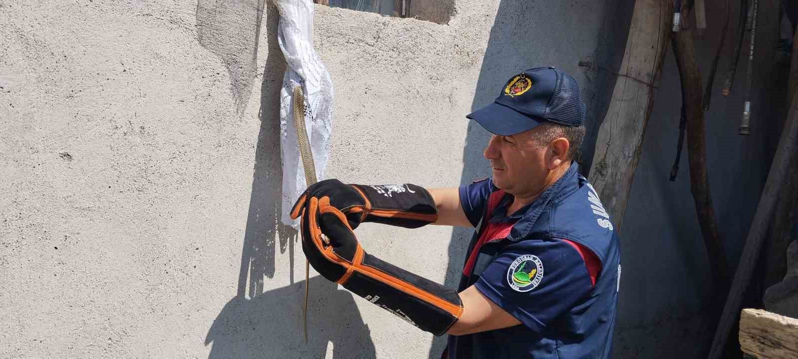 Eve giren yılan itfaiye tarafından yakalandı
