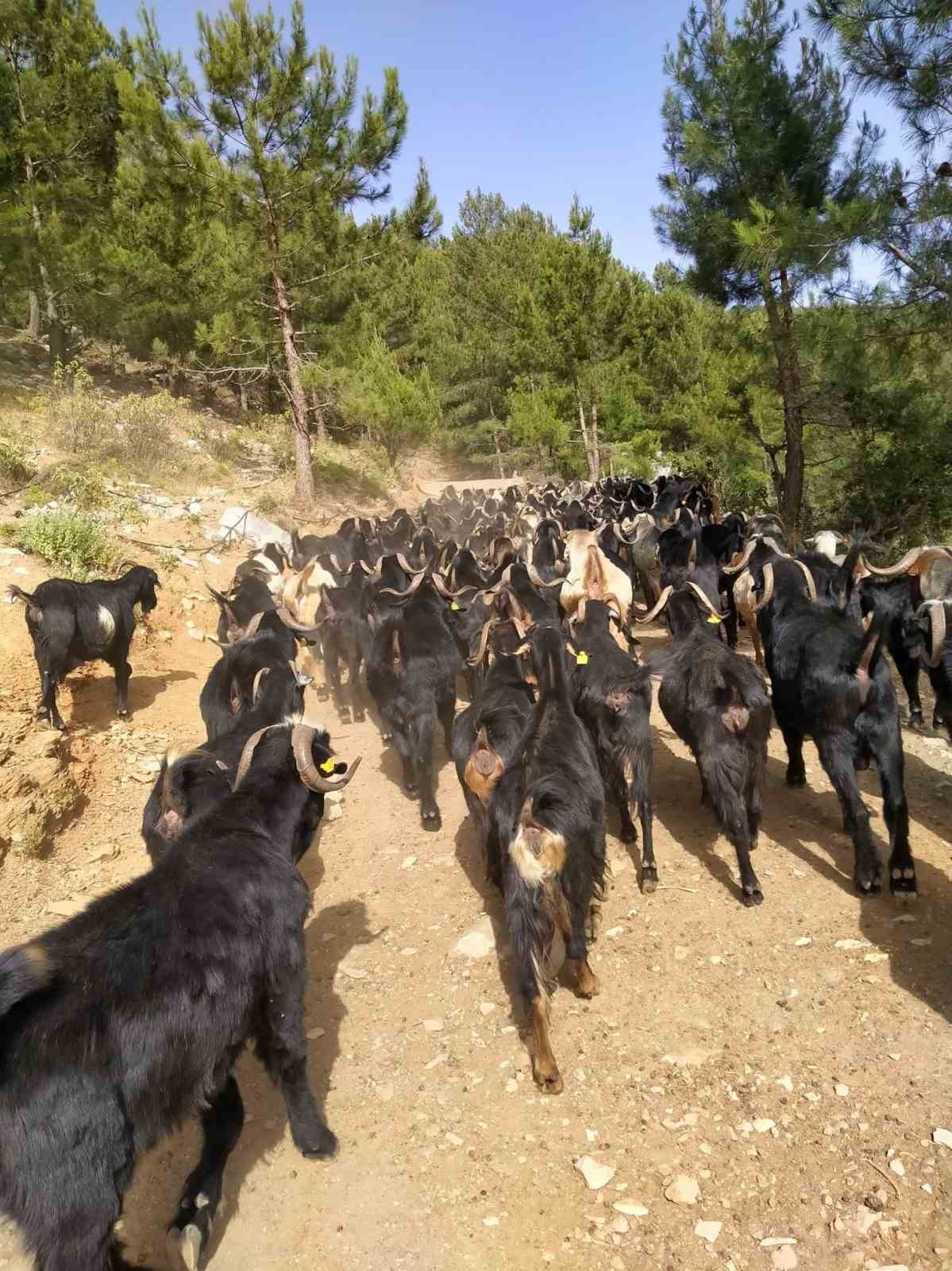 Gazipaşa&rsquo;da Y&ouml;r&uuml;klerin 5 aylık yayla mesaisi başladı
