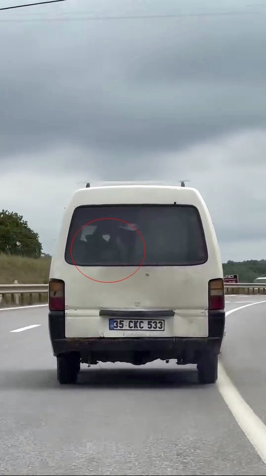 Panelvanın arkasında buzağı taşıdı