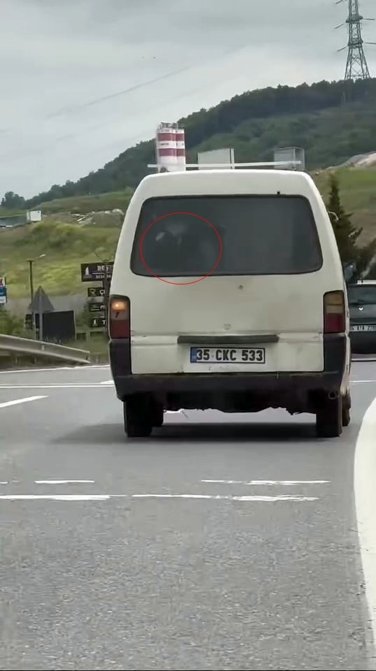 Panelvanın arkasında buzağı taşıdı
