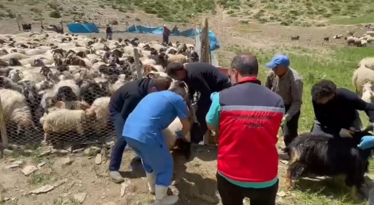 Y&uuml;ksekova&rsquo;da şap hastalığına karşı aşılama seferberliği
