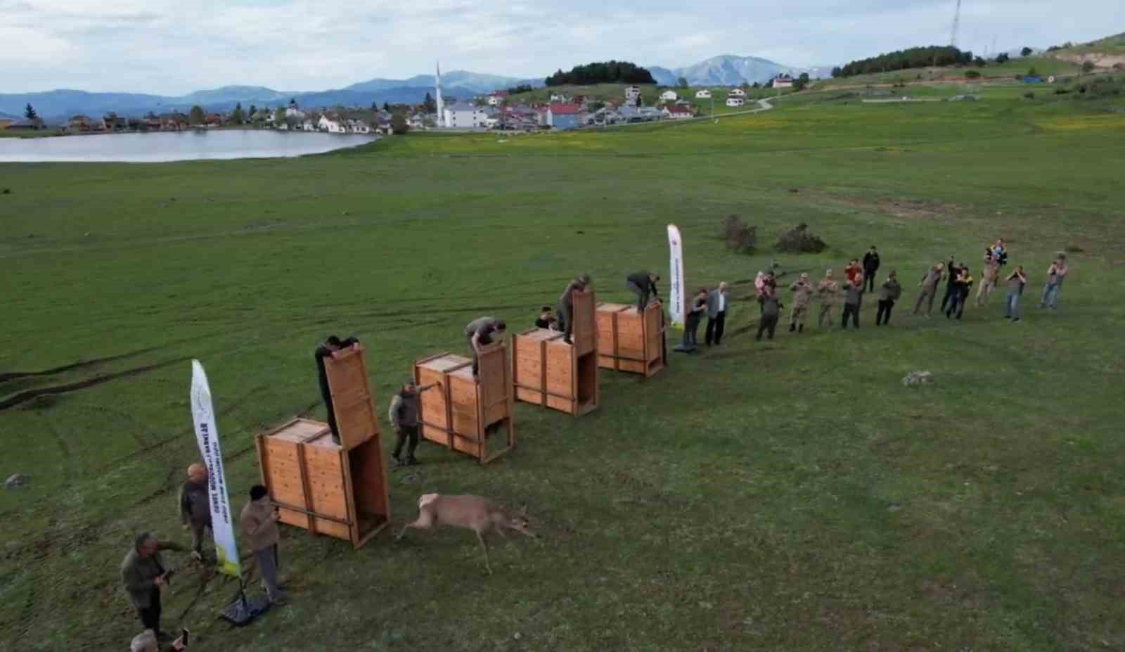 Ordu’da doğaya kızıl geyik salımı başladı