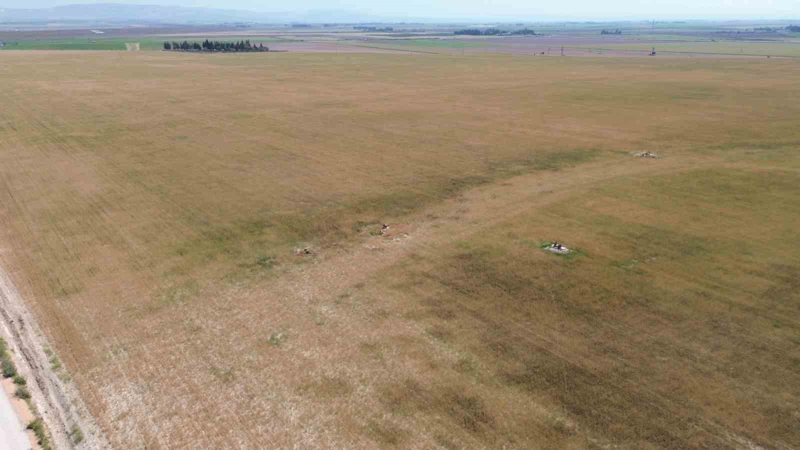 Kuraklık nedeniyle toprakta yarılmaların yaşandığı Amik Ovası’nda buğdaylar hasat olgunluğuna ulaşamadı
