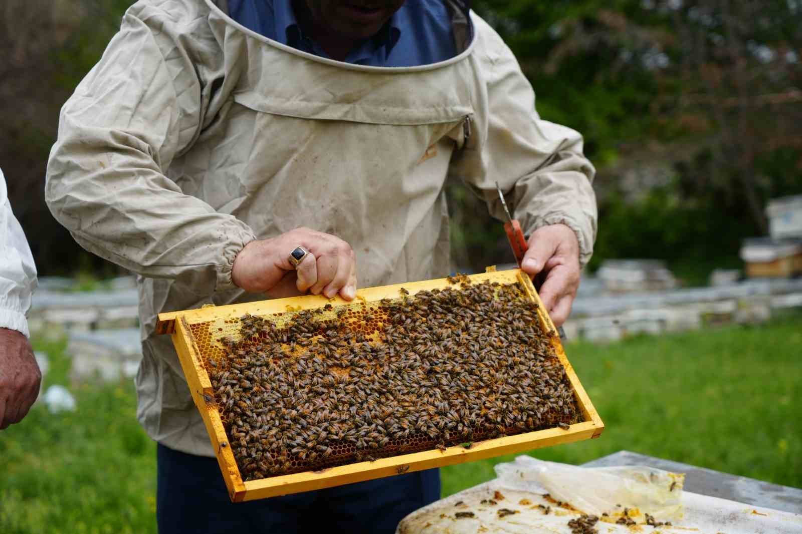 Erzincan’da 100 bin üzeri kolonide 1 milyon kilogram bal üretiliyor