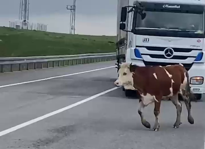 Erzurum’da tosun karayoluna çıktı
