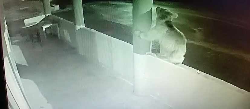 Aç ayı oynamadı: Bayburt’ta bir yavru ayı alabalıkları yedikten sonra oyunlar oynadı