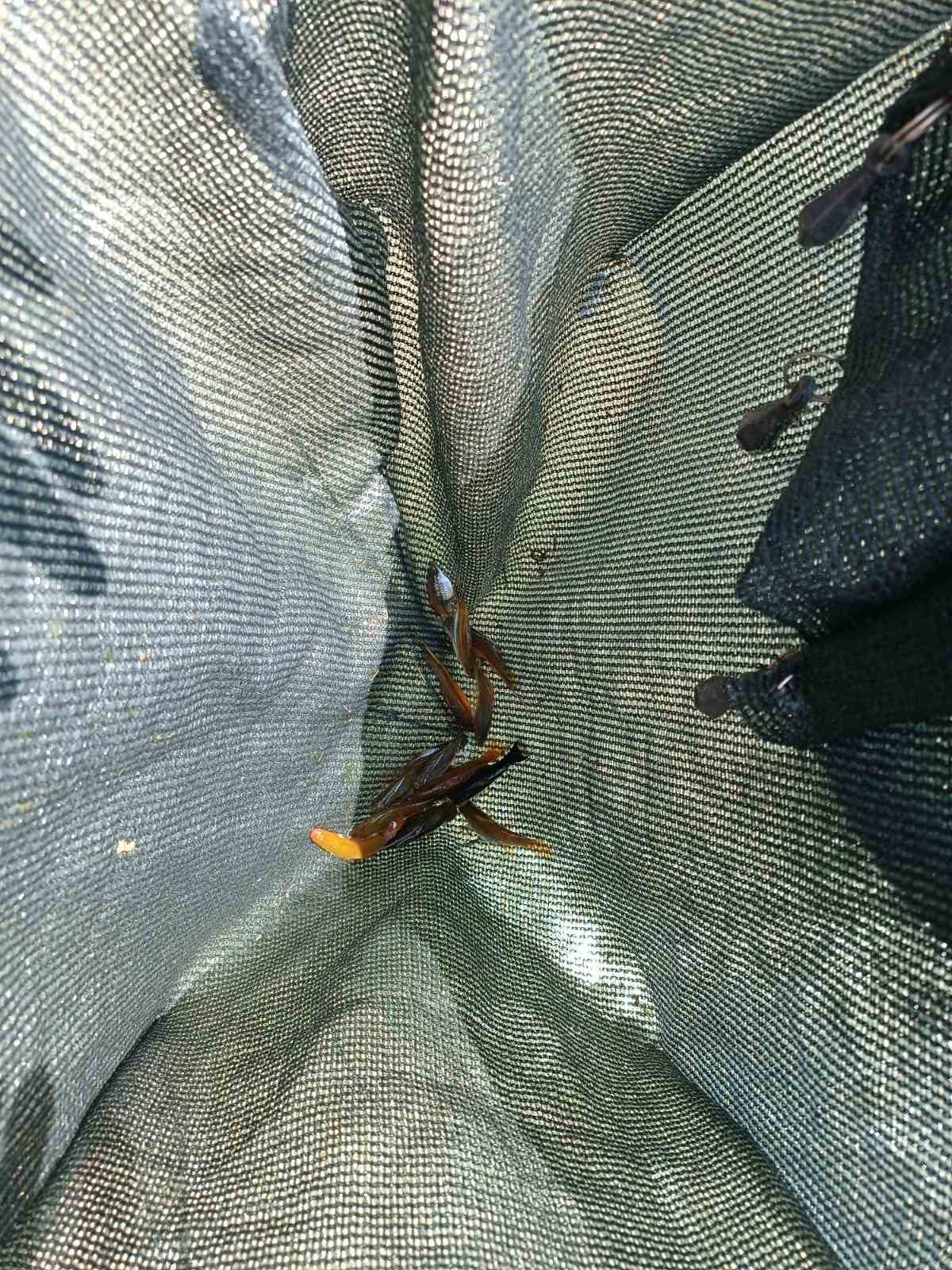 (ÖZEL) Tarihi hamam kalıntıları arasındaki süs balıklarını kaçak avlayanlara suç üstü