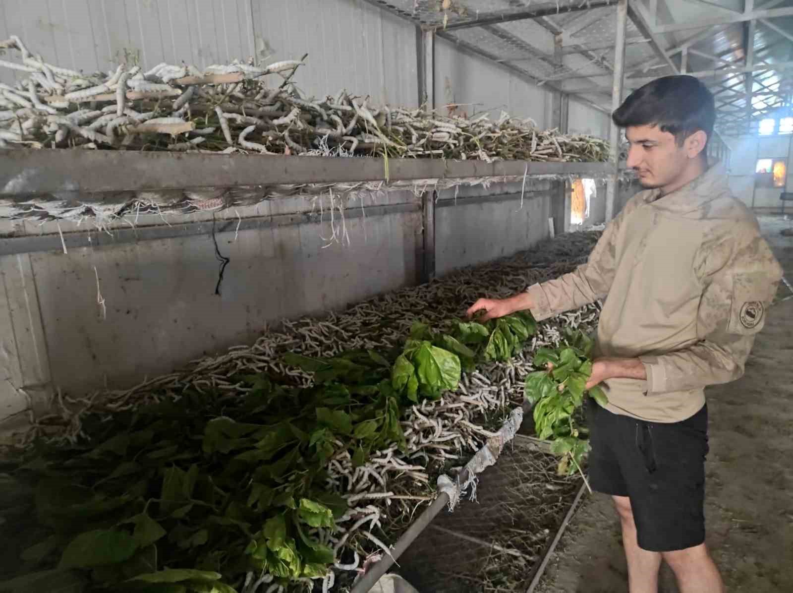 Kilosu bin lira olan ipek böcekciliği, Batman’da 150 ailenin önemli geçim kaynağı arasında yer alıyor