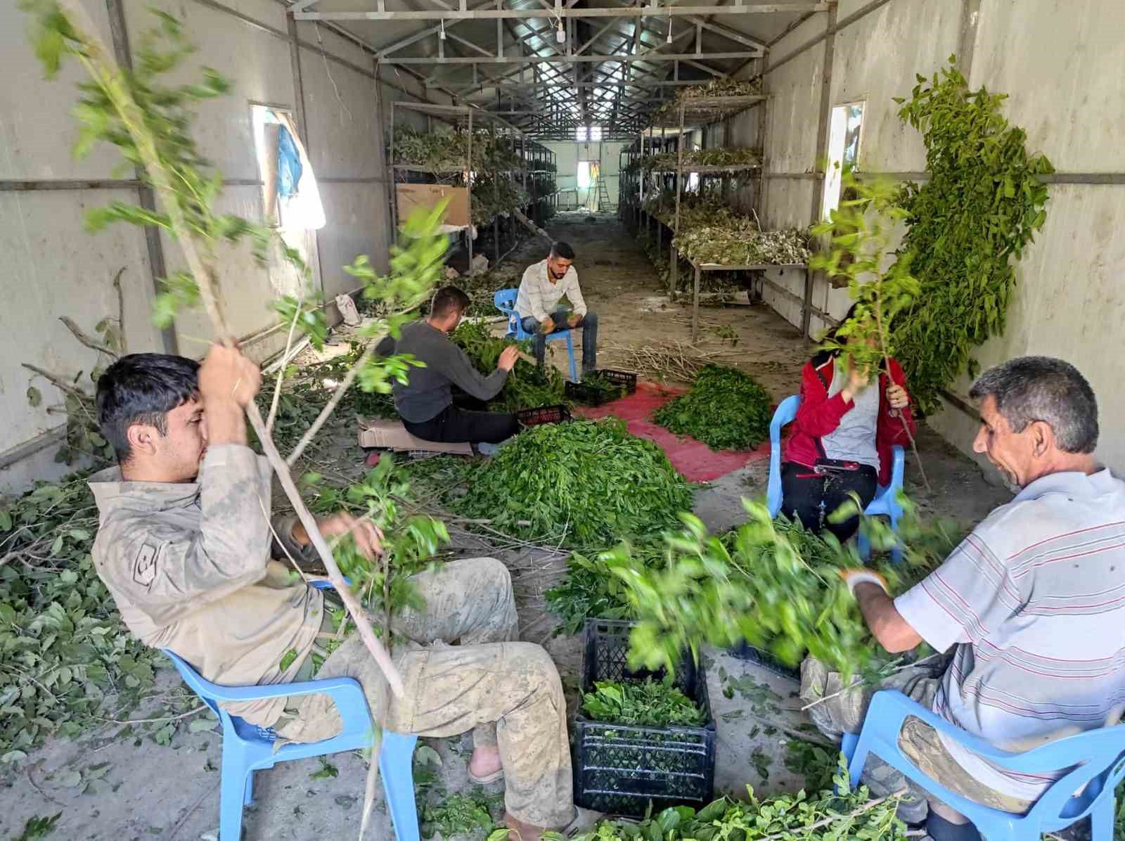 Kilosu bin lira olan ipek b&ouml;cekciliği, Batman&rsquo;da 150 ailenin &ouml;nemli ge&ccedil;im kaynağı arasında yer alıyor
